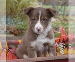 Small Photo #4 Collie Puppy For Sale in PAXINOS, PA, USA