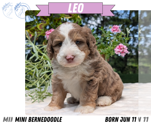 Medium Photo #16 Miniature Bernedoodle Puppy For Sale in GOSHEN, IN, USA