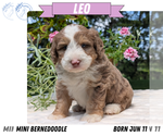 Small #14 Miniature Bernedoodle