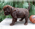 Small #5 Labradoodle