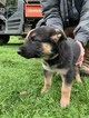 Small Photo #20 German Shepherd Dog Puppy For Sale in MYRTLE CREEK, OR, USA