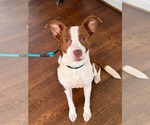 Small #1 Labrador Retriever Mix