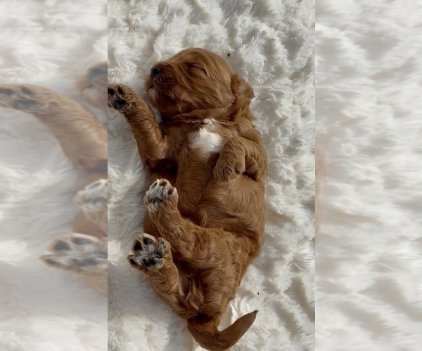 Medium Photo #28 Goldendoodle (Miniature) Puppy For Sale in RANDOLPH, WI, USA