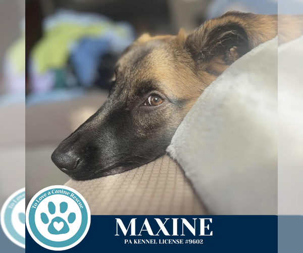 Medium Photo #3 Mutt Puppy For Sale in Kimberton, PA, USA