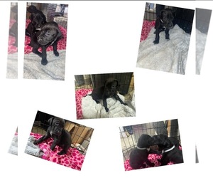 Doberman Pinscher-Great Dane Mix Puppy for sale in SALEM, OR, USA