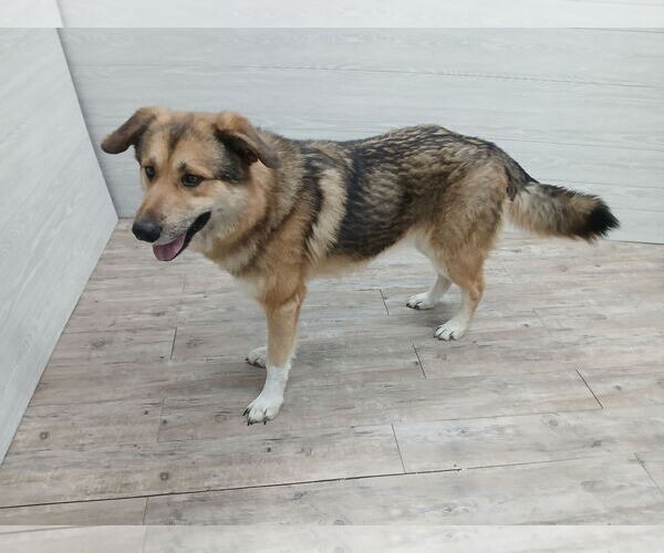 Medium Photo #17 German Shepherd Dog Puppy For Sale in Murfreesboro, NC, USA