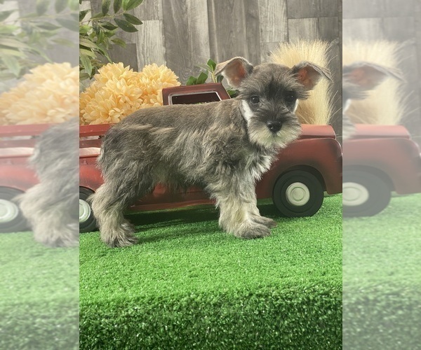 Medium Photo #5 Schnauzer (Miniature) Puppy For Sale in CANOGA, NY, USA