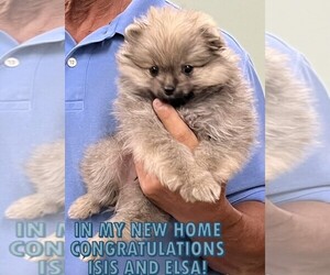 Pomeranian Puppy for sale in LISLE, IL, USA