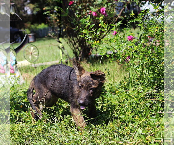 Medium Photo #2 German Shepherd Dog Puppy For Sale in Holly Hill, SC, USA