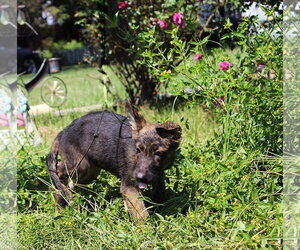 Naya-10/12wks Spay Contract - Female German Shepherd Dog Dog for Adoption - Photo #2
