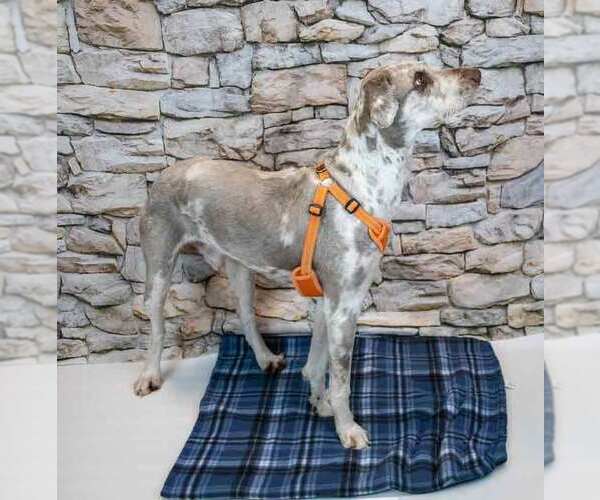 Medium Photo #4 Poodle (Standard)-Retriever  Mix Puppy For Sale in Kennesaw, GA, USA