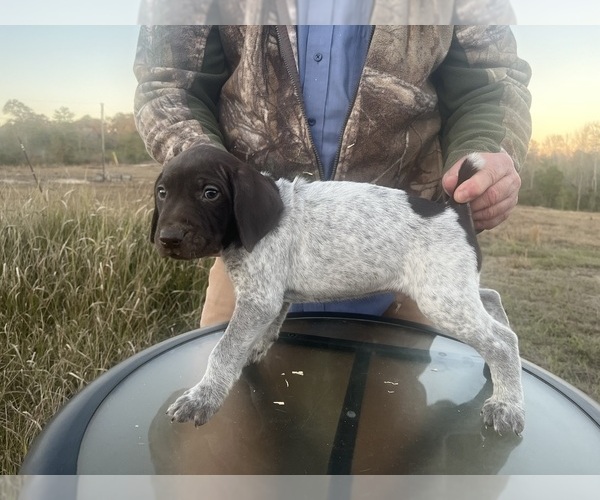 Medium Photo #14 German Shorthaired Pointer Puppy For Sale in LUCEDALE, MS, USA