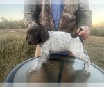 Small #13 German Shorthaired Pointer