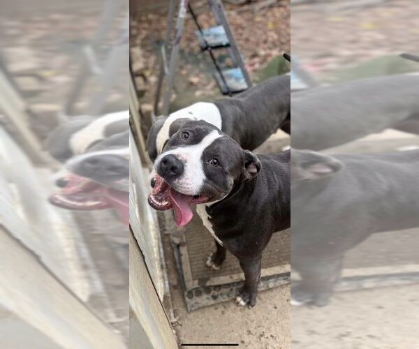 Medium Photo #21 American Staffordshire Terrier Puppy For Sale in Calhoun, GA, USA