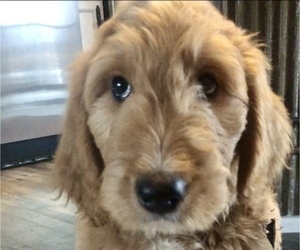 Goldendoodle Puppy for sale in CENTURIA, WI, USA