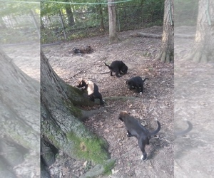 American Pit Bull Terrier-Labrador Retriever Mix Puppy for sale in NORTH VERNON, IN, USA