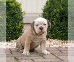 Small #2 Olde English Bulldogge