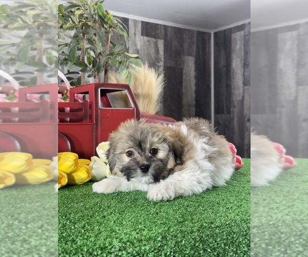 Medium Photo #2 Havanese Puppy For Sale in CANOGA, NY, USA