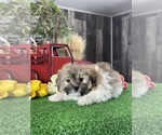 Small #1 Havanese