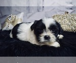 Small #4 Shih Tzu