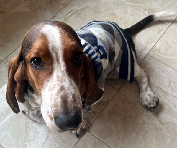 Medium Photo #3 Basset Hound Puppy For Sale in Deepwater, NJ, USA