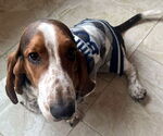 Small #2 Basset Hound