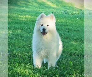 Samoyed Puppy for sale in THORP, WI, USA