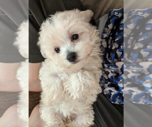 Maltese-Poodle (Toy) Mix Puppy for sale in SPENCER, TN, USA