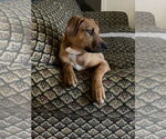Small Photo #17 Mutt Puppy For Sale in Germantown, OH, USA