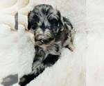 Puppy Puppy 1 Aussiedoodle-Goldendoodle Mix