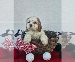 Cocker Spaniel Puppy for sale in INDIANAPOLIS, IN, USA
