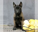 Riley - Male Belgian Malinois Puppy for Sale - Photo #5
