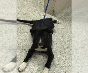 Labrador Retriever-Unknown Mix Dogs for adoption in Conroe, TX, USA