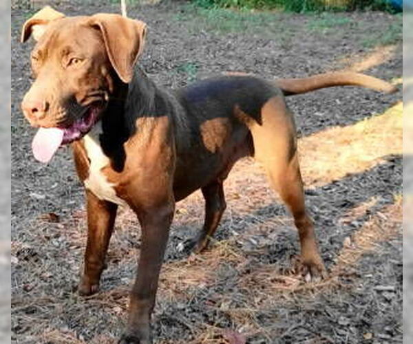 Medium Photo #3 Chocolate Labrador retriever-Unknown Mix Puppy For Sale in Frankston, TX, USA