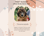 Small #2 Bernedoodle