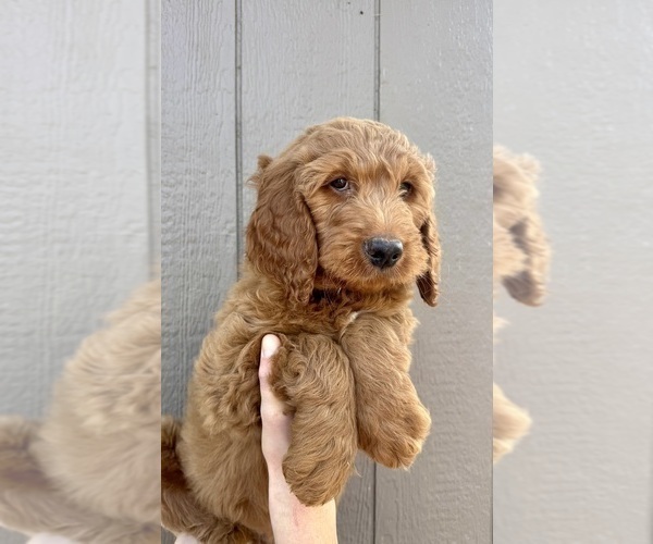 Medium Photo #2 Goldendoodle mix (+ Poodle Standard) Puppy For Sale in GREENVILLE, OH, USA