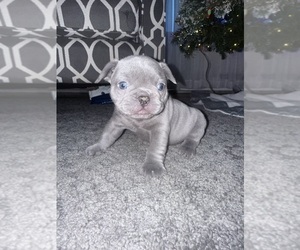 Medium French Bulldog