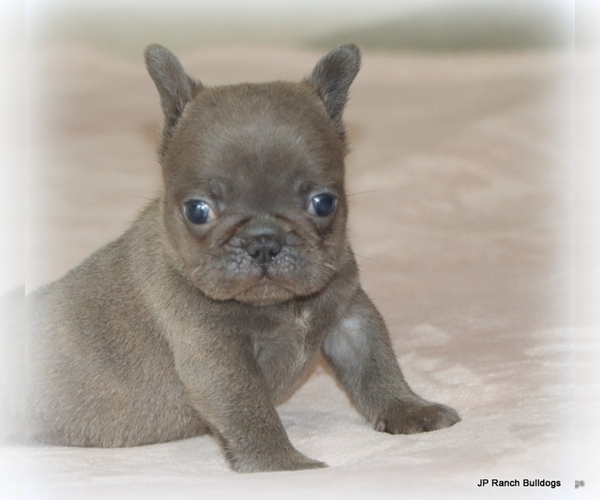 Medium Photo #8 French Bulldog Puppy For Sale in WINNSBORO, TX, USA
