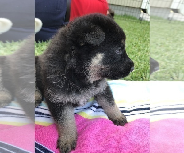 Medium Photo #26 German Shepherd Dog Puppy For Sale in ROSHARON, TX, USA