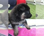 Small Photo #26 German Shepherd Dog Puppy For Sale in ROSHARON, TX, USA