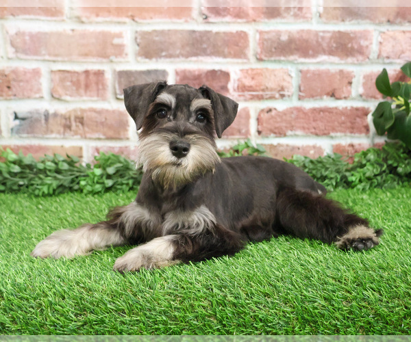 Medium Photo #1 Schnauzer (Miniature) Puppy For Sale in SYRACUSE, IN, USA