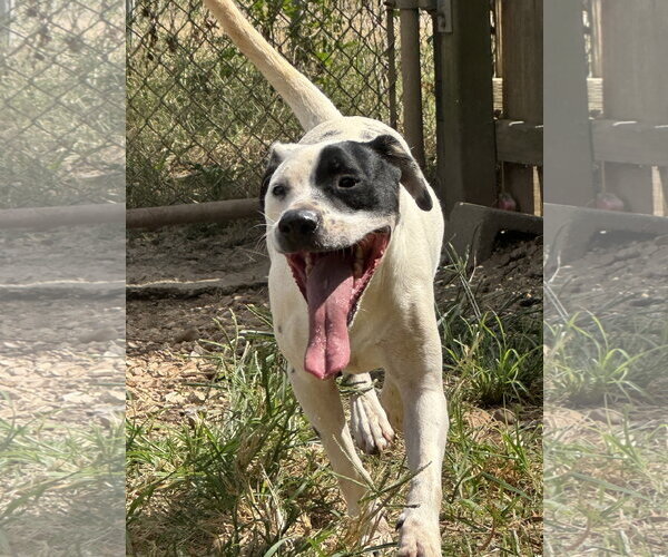 Medium Photo #5 Mutt Puppy For Sale in Jackson, MS, USA