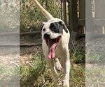 Small Photo #5 Mutt Puppy For Sale in Jackson, MS, USA