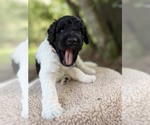 Small Photo #57 Goldendoodle Puppy For Sale in PIERSON, FL, USA