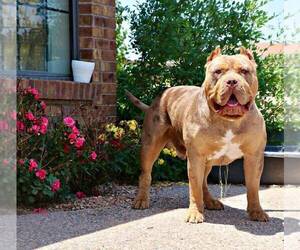 Father of the American Bully puppies born on 06/08/2022