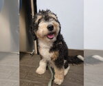 Bear - Male Aussiedoodle Miniature  Dog for Adoption - Small photo