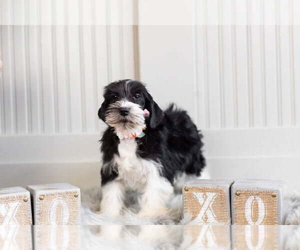 Medium Photo #7 Schnauzer (Miniature) Puppy For Sale in WARSAW, IN, USA