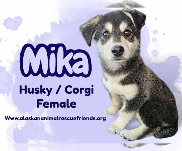 Medium Photo #1 Huskies -Unknown Mix Puppy For Sale in Anchorage, AK, USA