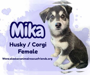Huskies -Unknown Mix Dogs for adoption in Anchorage, AK, USA