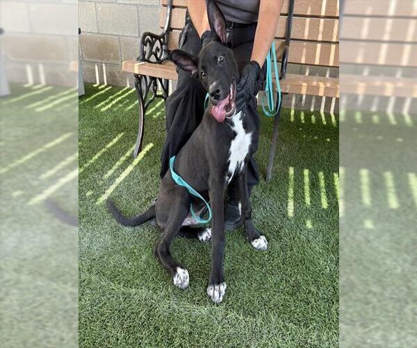 Medium Photo #2 Great Dane-Labrador Retriever Mix Puppy For Sale in Corona, CA, USA